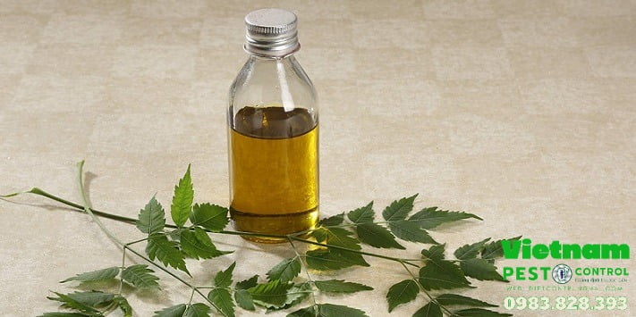 diệt mối không dùng thuốc bằng dầu neem