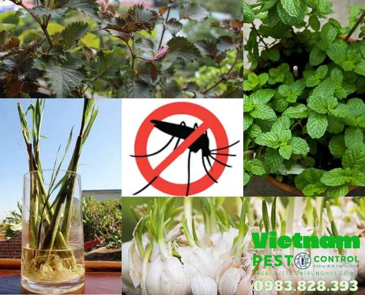 Diệt muỗi không dùng thuốc bằng thực vật
