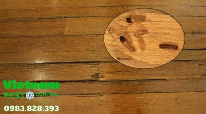 Tính cấp thiết của phòng chống mối cho sàn gỗ