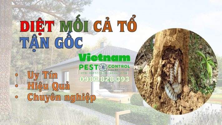 Công ty diệt mối tại Quảng Bình uy tín