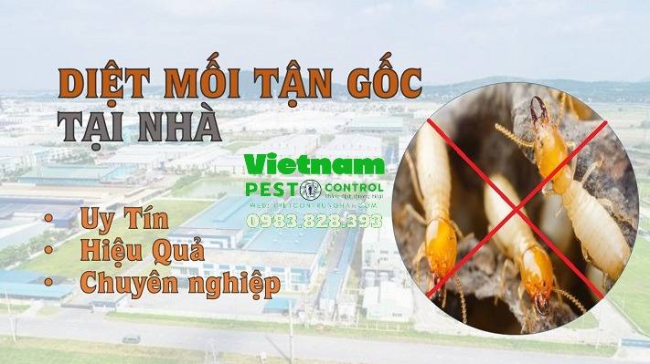 Lý do chọn dịch vụ diệt mối tại Tp Hồ Chí Minh